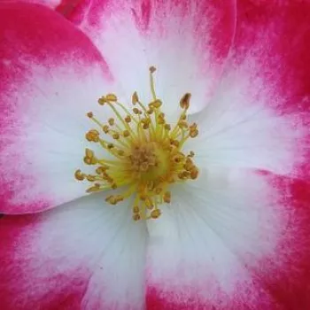E-kwiaty - Rosa  Bukavu® - róże parkowe - biało - czerwony - róża z dyskretnym zapachem - Louis Lens - Wyjątkowo dobrze znosi skrajne warunki pogodowe. Świetnie nadaje się na żywopłot.