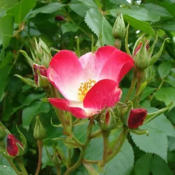 Rosa Bukavu® - alb roșu - trandafiri pomisor - Trandafir copac cu trunchi înalt – cu flori mărunți