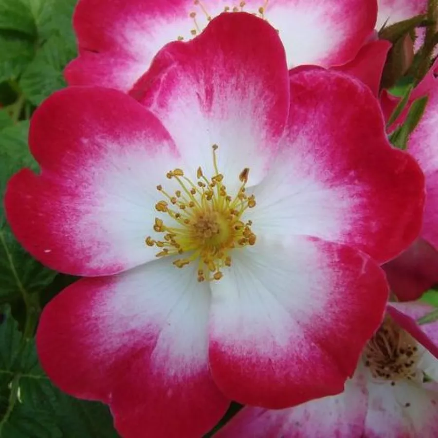 Weiß - dunkelrot - Rosen - Bukavu® - rosen online kaufen