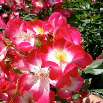 Fehér - cseresznyepiros sziromszél - parkrózsa - diszkrét illatú rózsa - vanilia aromájú