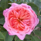 Rosa - rosales nostalgicos - rosa de fragancia intensa - miel - Rosa Lions Charity - comprar rosales online