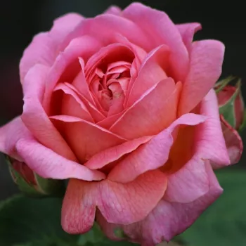 Rosa Lions Charity - ružičasta - nostalgija ruža