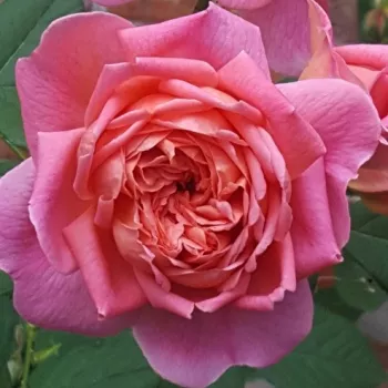 Rosa - orange farbton - nostalgische rose - rose mit intensivem duft - honigaroma