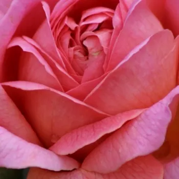 Online rózsa kertészet - rózsaszín - nosztalgia rózsa - intenzív illatú rózsa - Lions Charity - (60-80 cm)