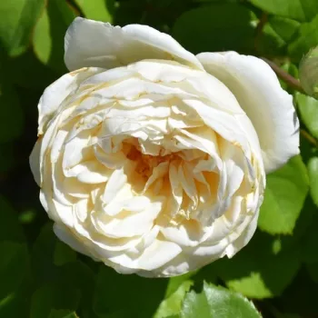 Halványsárga bimbó - és szirombelső, a külső sziromszélek csaknem fehéren derengnek. - virágágyi floribunda rózsa - erős, hosszan tartó illatú rózsa - mélyen édes-gyümölcsös aromájú