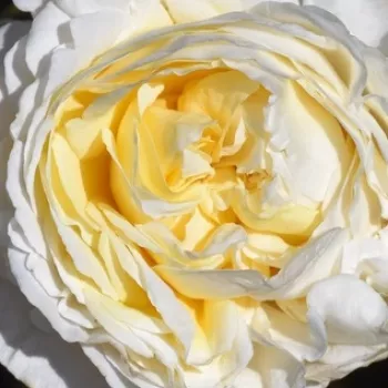 Online rózsa vásárlás - világossárga - erős, hosszan tartó illatú rózsa - Jolandia - virágágyi floribunda rózsa - (55-75 cm)