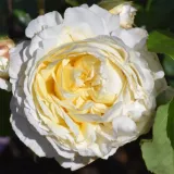 Ruža floribunda za gredice - ruža intenzivnog mirisa - - - sadnice ruža - proizvodnja i prodaja sadnica - Rosa Jolandia - žuta