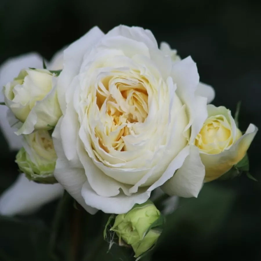 Vrtnica floribunda za cvetlično gredo - Roza - Jolandia - vrtnice online