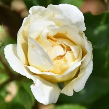 Rosa Jolandia - gelb - beetrose floribundarose