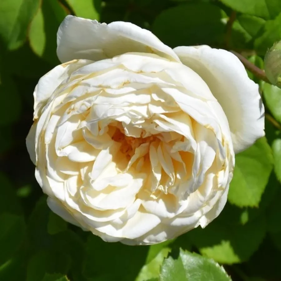Tömvetelt virágú - Rózsa - Jolandia - online rózsa vásárlás