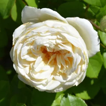 Svetlo rumena - vrtnica floribunda za cvetlično gredo - intenziven vonj vrtnice - -
