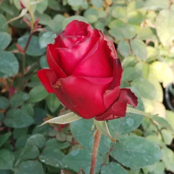 PRIDE OF ENGLAND – vörös teahibrid rózsa - Harkness