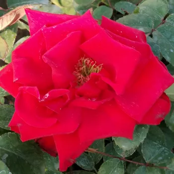 Rózsák webáruháza. - vörös - enyhe, visszafogott illatú rózsa - Pride of England - teahibrid rózsa - (100-130 cm)
