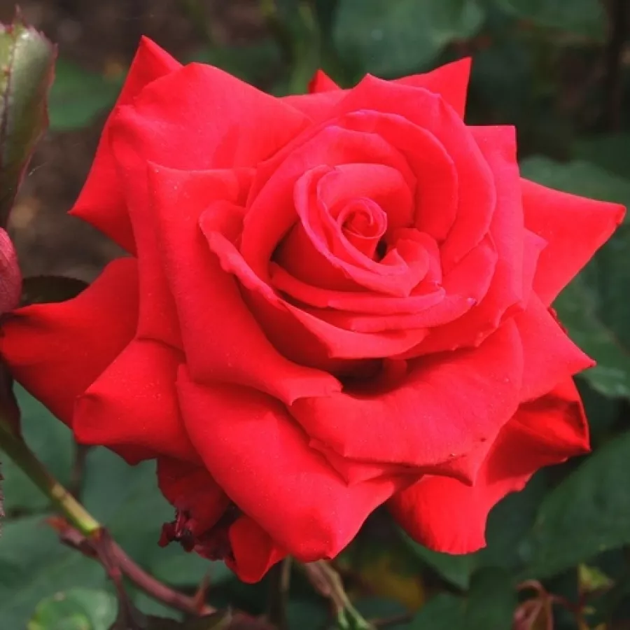 Jarko crvena - Ruža - Pride of England - naručivanje i isporuka ruža