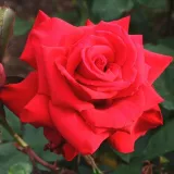 Jarko crvena - hibridna čajevka - ruža diskretnog mirisa - aroma anisa - Rosa Pride of England - naručivanje i isporuka ruža
