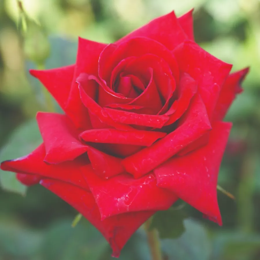 Hibridna čajevka - Ruža - Pride of England - naručivanje i isporuka ruža