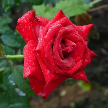 Rosa Pride of England - dunkelrot - edelrosen - teehybriden
