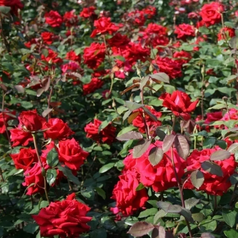 VRTNICE ČAJEVKE - Roza - Pride of England - vrtnice - proizvodnja in spletna prodaja sadik