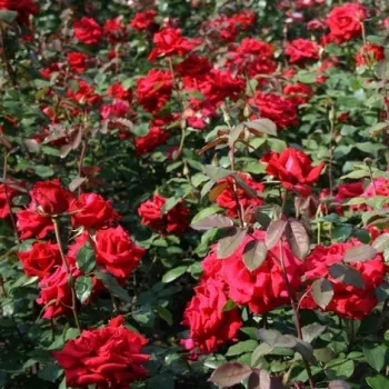 Jarko crvena - hibridna čajevka - ruža diskretnog mirisa - aroma anisa