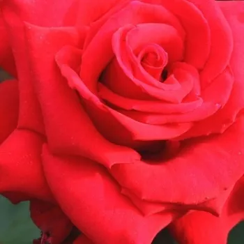 Rózsa kertészet - vörös - teahibrid rózsa - diszkrét illatú rózsa - Pride of England - (90-110 cm)