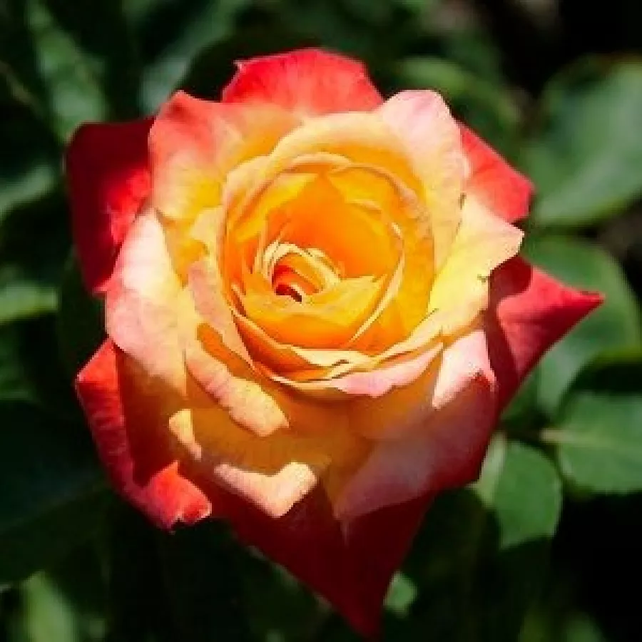 Narančasta - Ruža - Cyelene - naručivanje i isporuka ruža