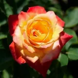 Teahibrid rózsa - nem illatos rózsa - kertészeti webáruház - Rosa Cyelene - narancssárga