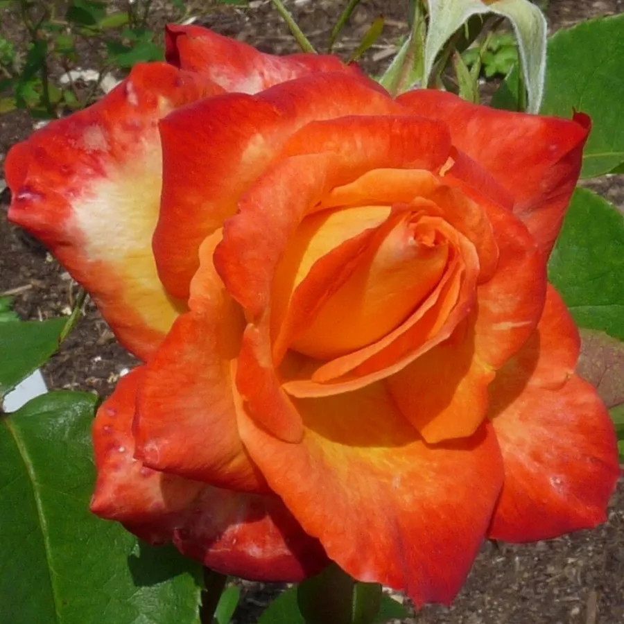 Hibridna čajevka - Ruža - Cyelene - sadnice ruža - proizvodnja i prodaja sadnica