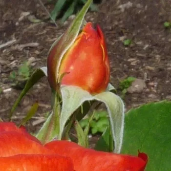 Rosa Cyelene - oranžna - vrtnice čajevke