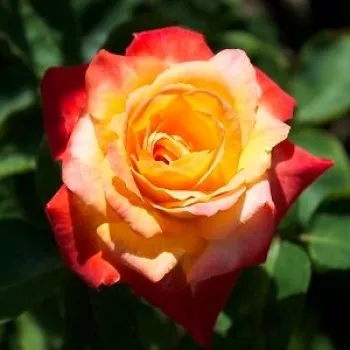 Pomarańczowy - hybrydowa róża herbaciana   (60-80 cm)