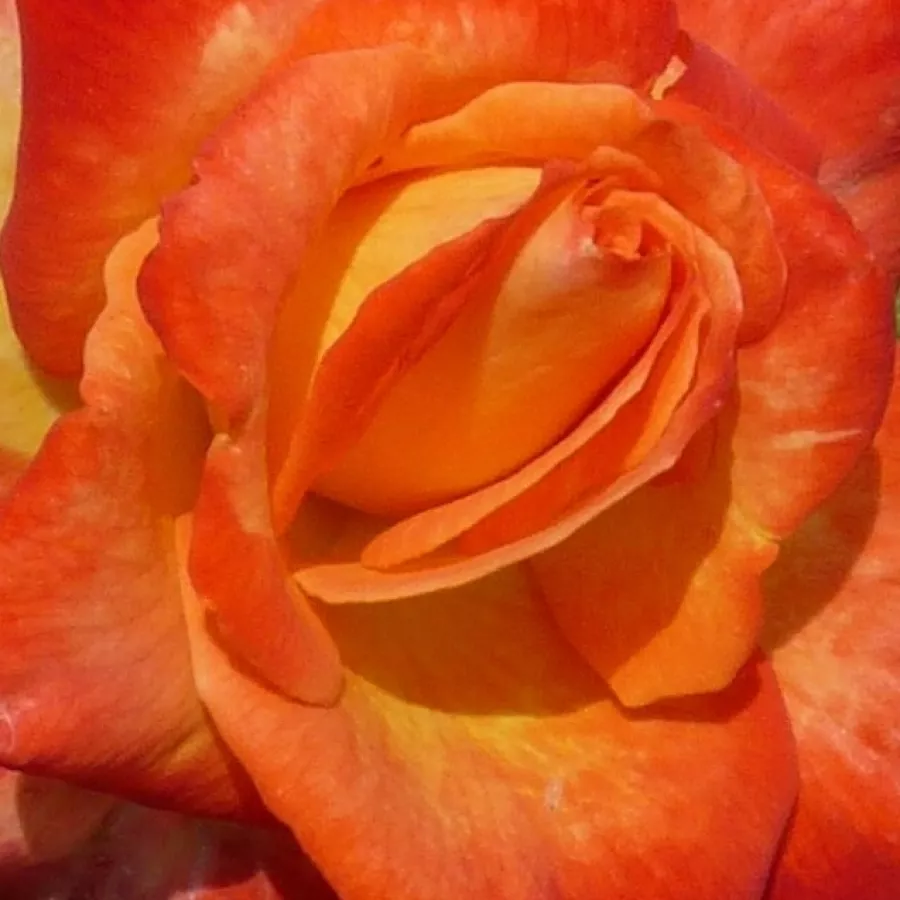Csúcsos - Rózsa - Cyelene - online rózsa vásárlás