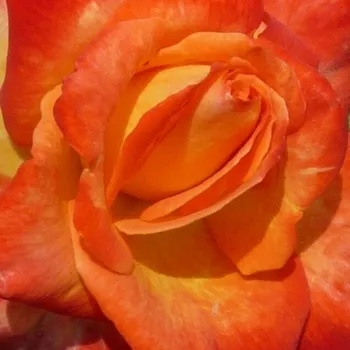 Rosen Online Gärtnerei - narancssárga - Cyelene - teahibrid rózsa - nem illatos rózsa - (60-80 cm)