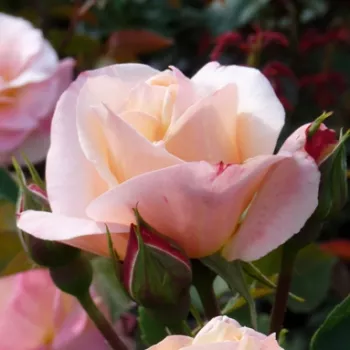 APRICOT QUEEN ELIZABETH – barackrózsaszín virágágyi grandiflora rózsa - Verschuren