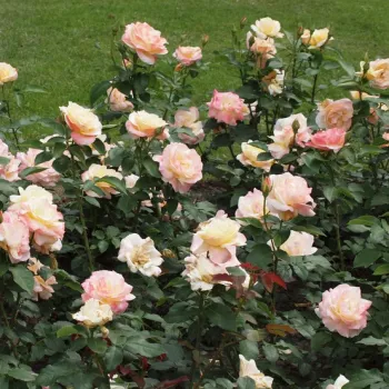 Meleg barack és lazacos rózsaszín árnyalatú virág, finom narancsos sejtéssel. - virágágyi grandiflora rózsa - erőteljes, hosszan tartó illatú rózsa - édeskés aromájú