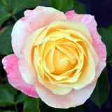 Virágágyi floribunda rózsa - nem illatos rózsa - kertészeti webáruház - Rosa Apricot Queen Elizabeth - sárga - rózsaszín
