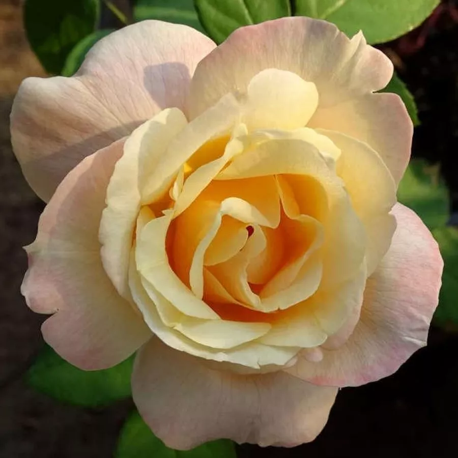 Ruža floribunda za gredice - Ruža - Apricot Queen Elizabeth - sadnice ruža - proizvodnja i prodaja sadnica