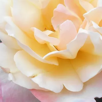 Online rózsa vásárlás - sárga - rózsaszín - Apricot Queen Elizabeth - virágágyi floribunda rózsa - nem illatos rózsa - (60-80 cm)