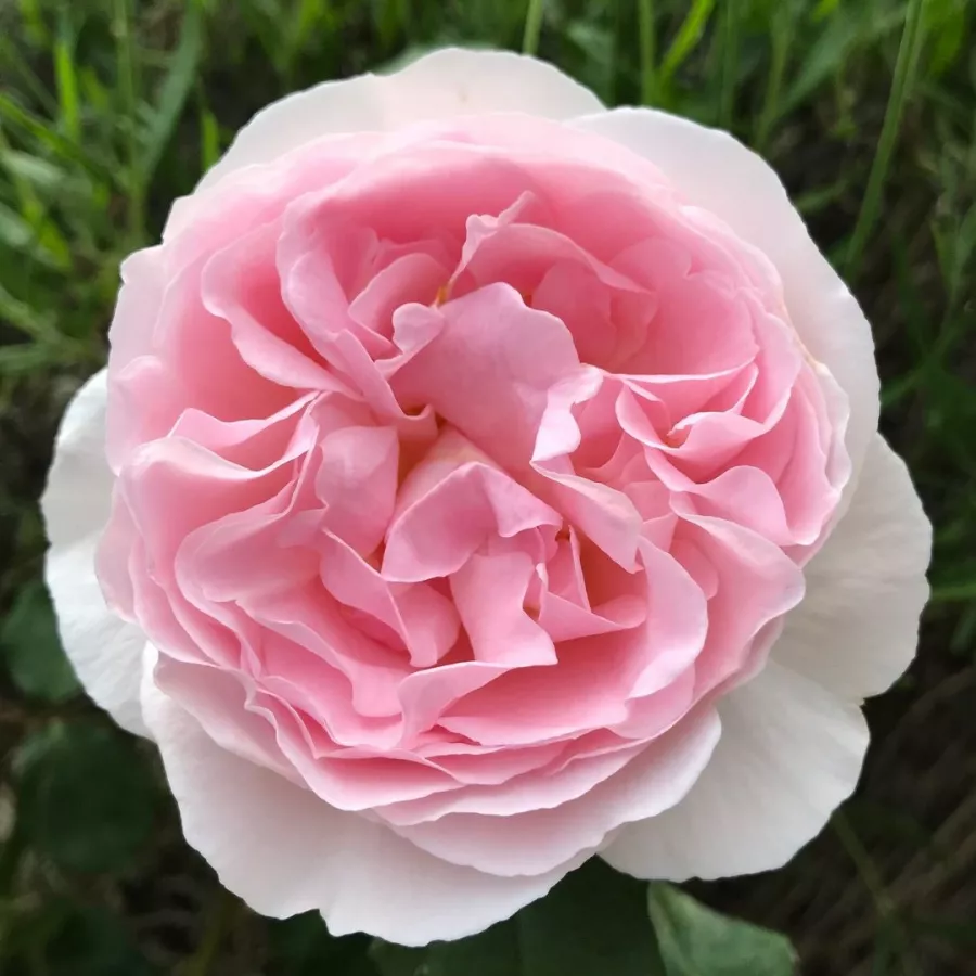 Intenziven vonj vrtnice - Roza - Caroline's Heart - vrtnice online