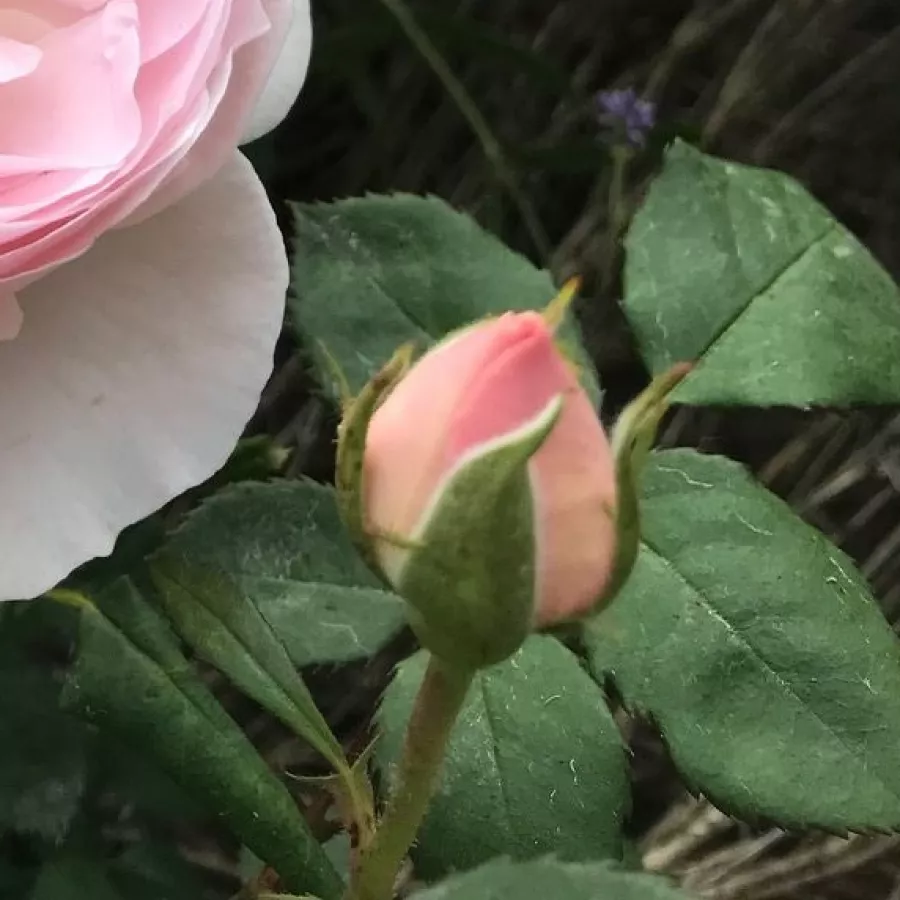 Filiżankowy - Róża - Caroline's Heart - sadzonki róż sklep internetowy - online