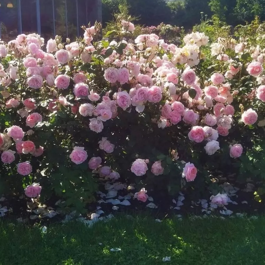 PARK - GRMOLIKA RUŽA - Ruža - Caroline's Heart - naručivanje i isporuka ruža