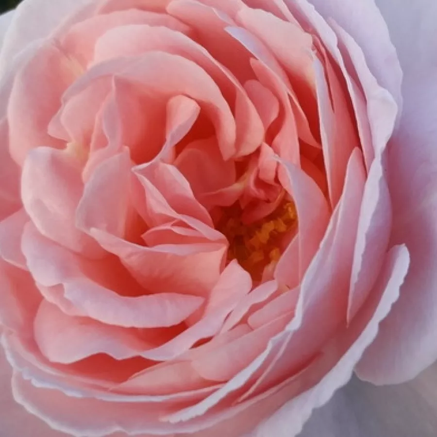 Csésze - Rózsa - Caroline's Heart - online rózsa vásárlás