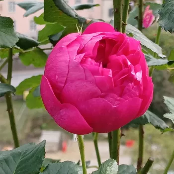 EMPEREUR CHARLES IV – fuchsienfarbene Beet-Floribunda-Rose - Boudolf