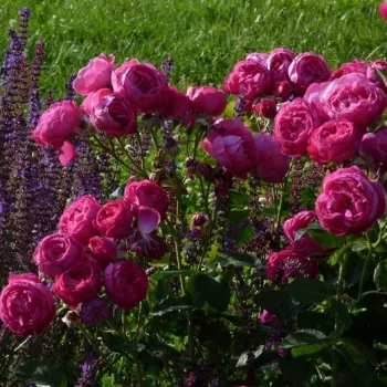 Leuchtende, tiefe Fuchsia-Nuance mit leicht violettem Unterton. - beetrose, floribunda - sehr stark duftende, intensiv verbreitende rose - klassischer, rosiger charakter