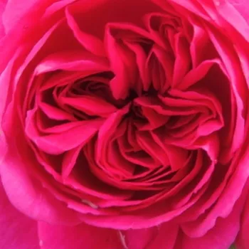 Rosen Online Gärtnerei - fuchsia - sehr stark duftende, intensiv verbreitende rose - Empereur Charles IV - beetrose, floribunda - (80-110 cm)