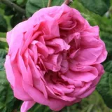 Rózsaszín - történelmi - centifolia rózsa - Online rózsa vásárlás - Rosa Bullata - intenzív illatú rózsa - barack aromájú
