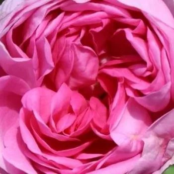 Online rózsa kertészet - rózsaszín - történelmi - centifolia rózsa - Bullata - intenzív illatú rózsa - barack aromájú - (100-200 cm)