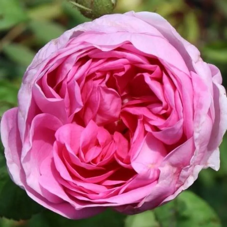 Duhamel - Rosa - Bullata - rosal de pie alto