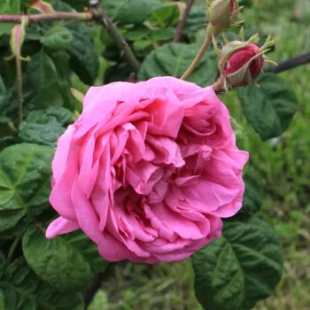 Rosa Bullata - roz - trandafiri pomisor - Trandafir copac cu trunchi înalt – cu flori tip trandafiri englezești