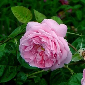 Ciemnoróżowy - róża pienna - Róże pienne - z kwiatami róży angielskiej