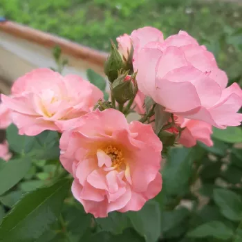 JACKY'S FAVORITE – rosa Beet‑Floribunda-Rose - RVS – Rijksstation VOOR SIERPLANTENTEELT