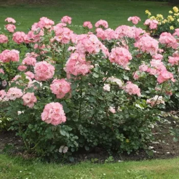 Reines Mittelrosa, innen mit wärmeren Tönen, außen mit pudrigem Rand. - beetrose, floribunda-rose - sehr schwacher, kaum wahrnehmbarer Duft, rose - aromabeschreibung nicht verfügbar
